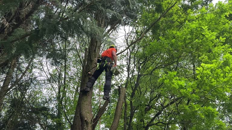 Best Seasonal Cleanup  in Tamarac, FL